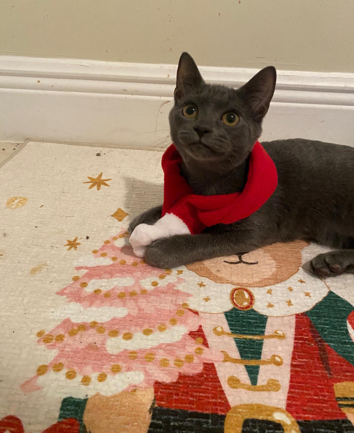 Wobbly, Adoptable, Kitten Male Domestic Short Hair.