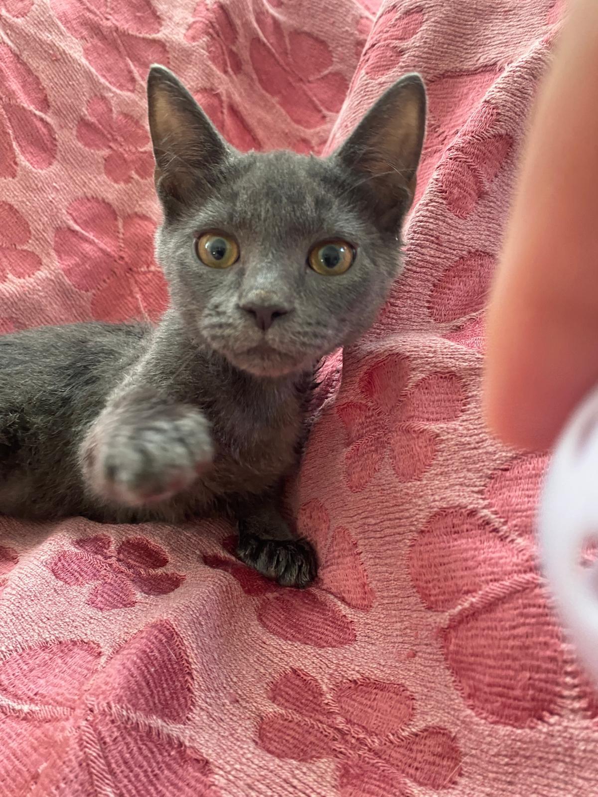 Enlarge Wobbly, a Adoptable Domestic Short Hair in Miami, FL image 3/6