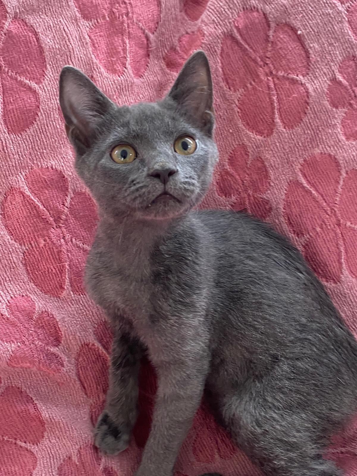 Enlarge Wobbly, a Adoptable Domestic Short Hair in Miami, FL image 2/6