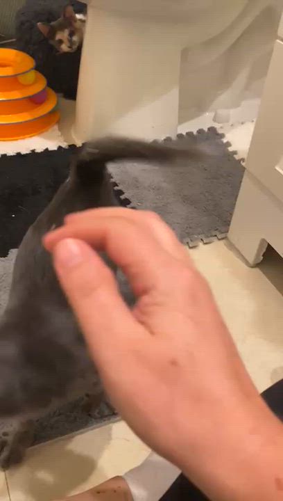 Enlarge Wobbly, a Adoptable Domestic Short Hair in Miami, FL video 6/6