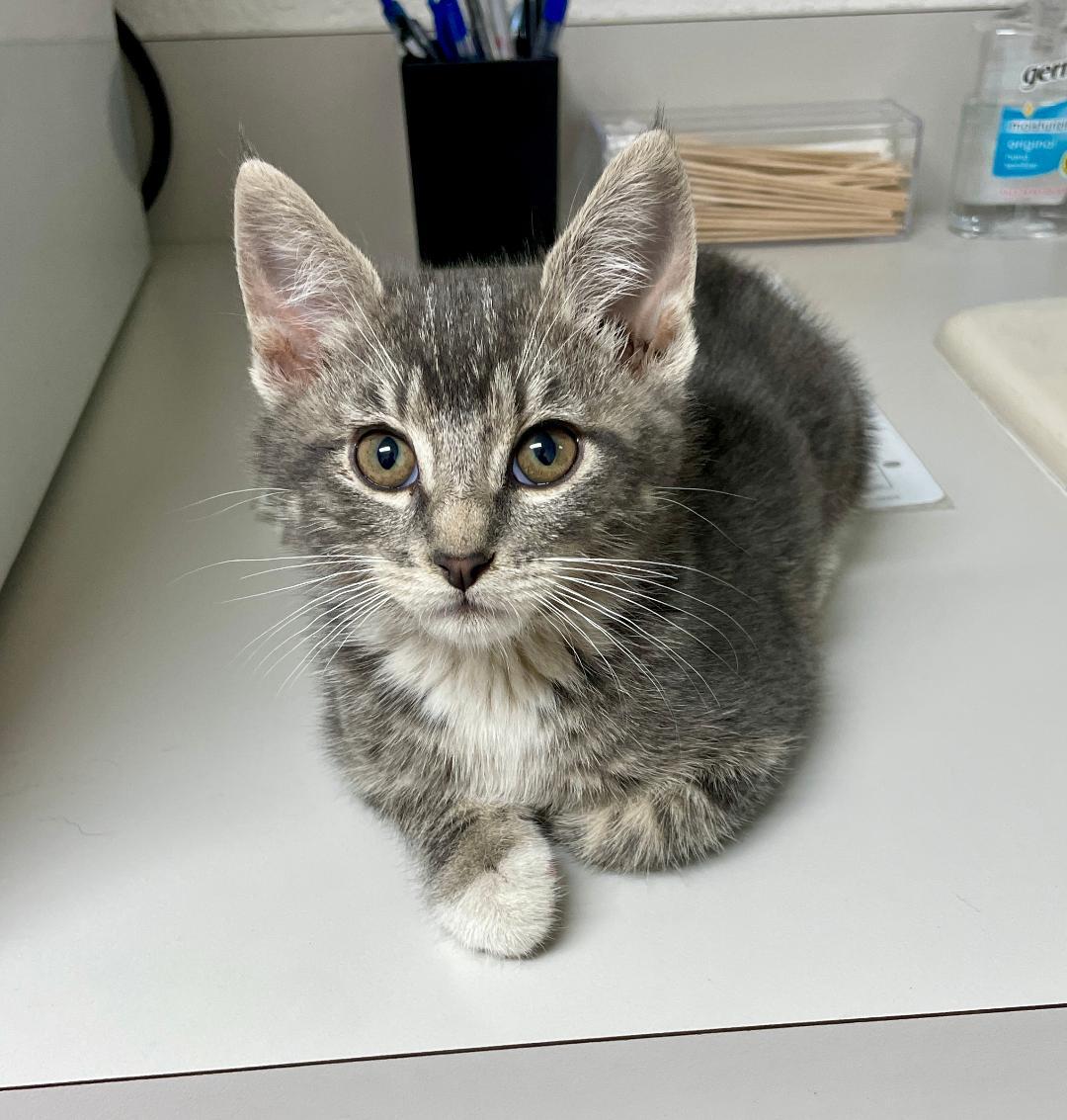 Enlarge Miranda, an adopted Tabby in Pasco, WA image 2/3