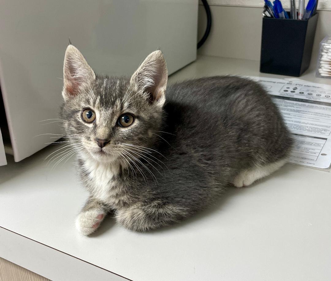 Miranda, adopted, Kitten Female Tabby.
