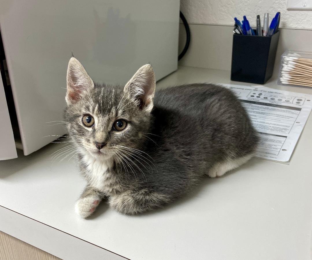 Enlarge Miranda, an adopted Tabby in Pasco, WA image 3/3