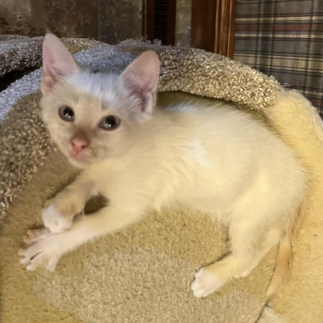 Enlarge Burns Ehlers, a Adoptable mixed breed in Denver, CO image 2/6