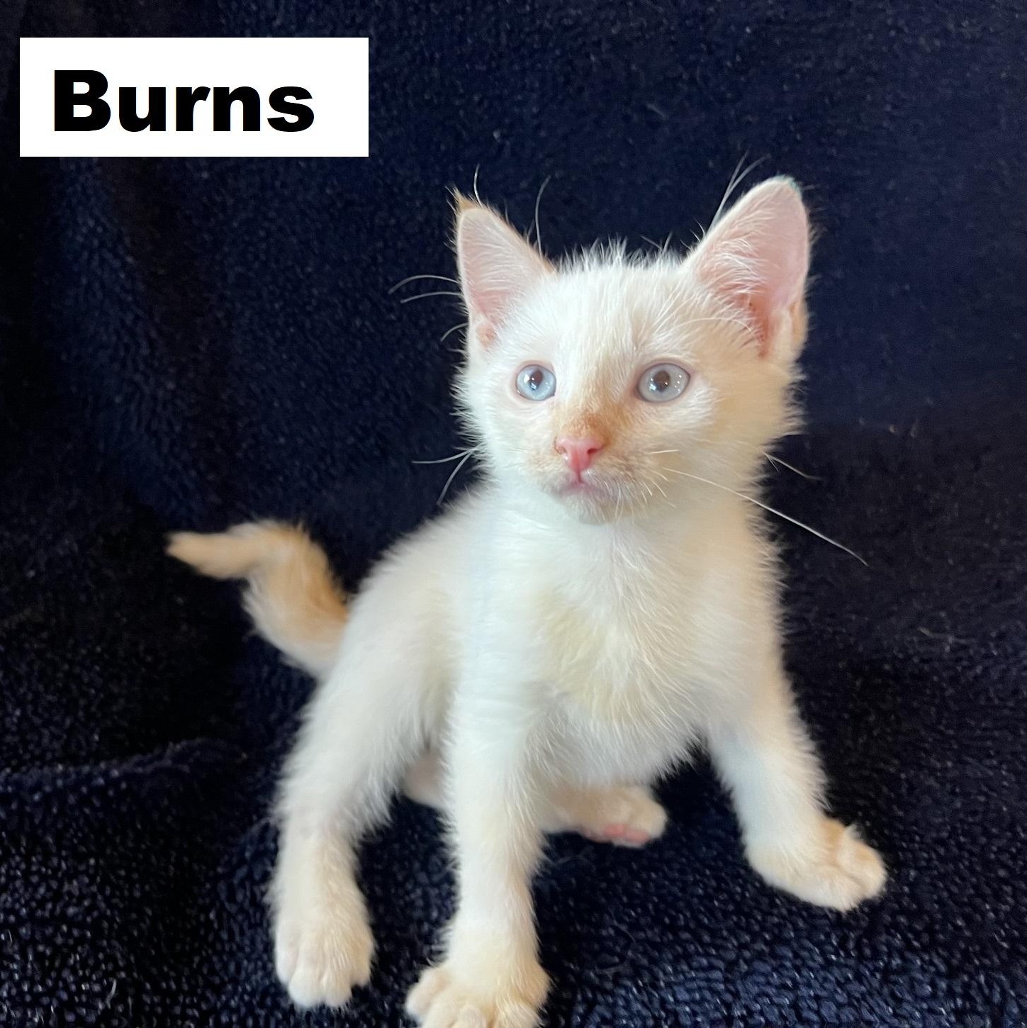 Enlarge Burns Ehlers, a Adoptable mixed breed in Denver, CO image 1/6