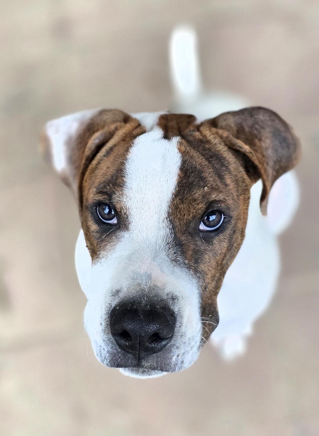 Rosco, a Adoptable mixed breed in Corinth, MS image 1/2