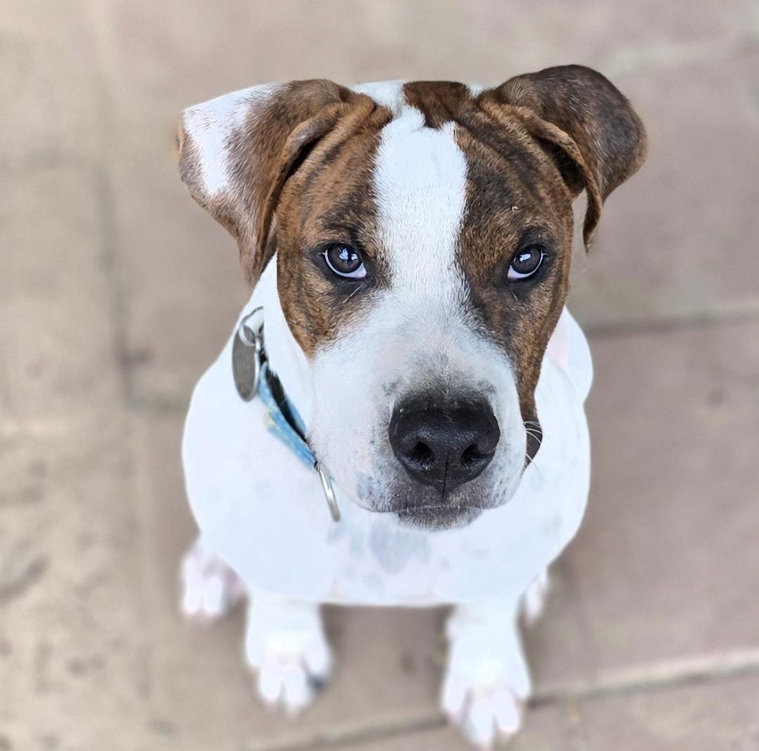 Rosco, a Adoptable mixed breed in Corinth, MS image 2/2