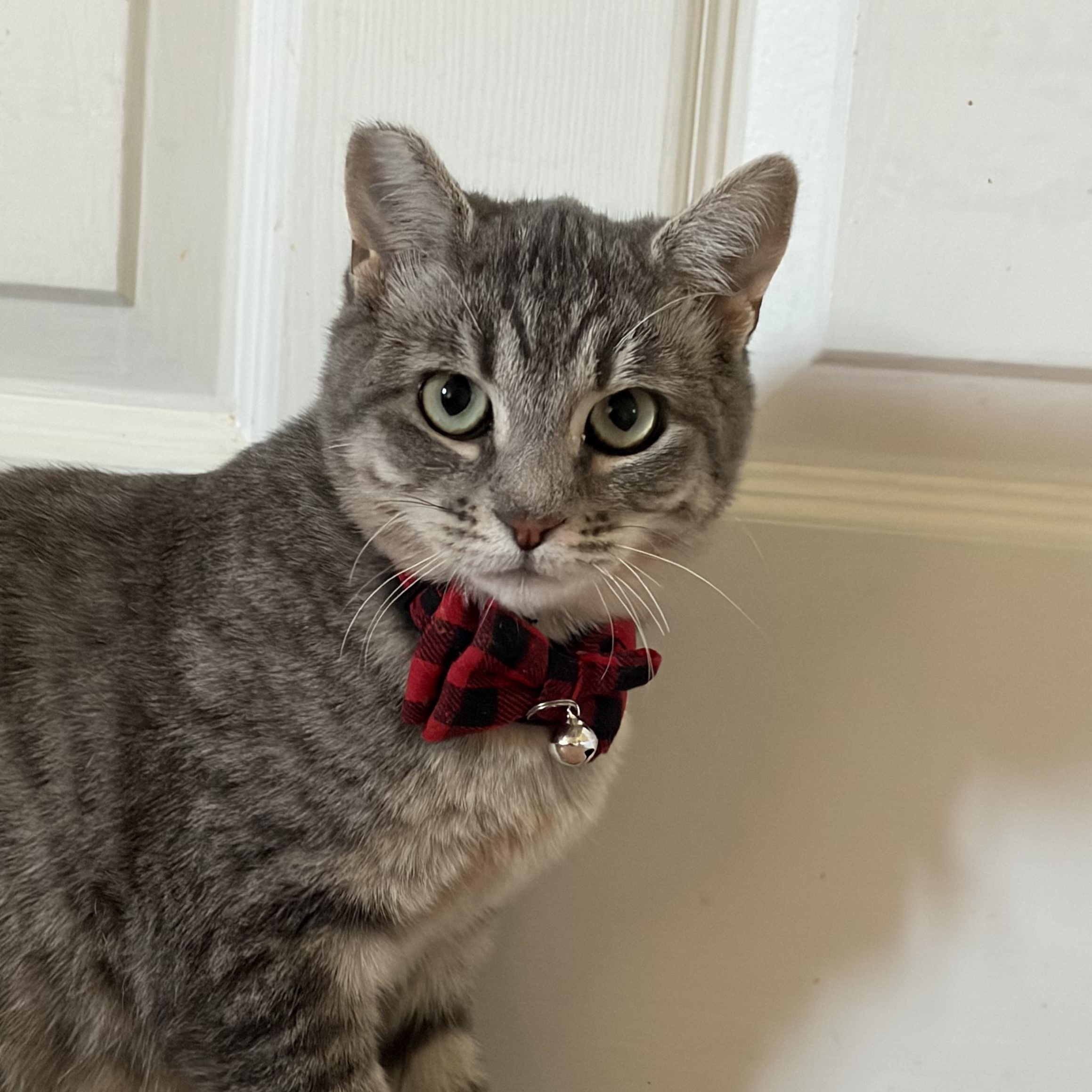 Enlarge Melody, a ADOPTABLE Domestic Short Hair in Union City, CA image 1/4