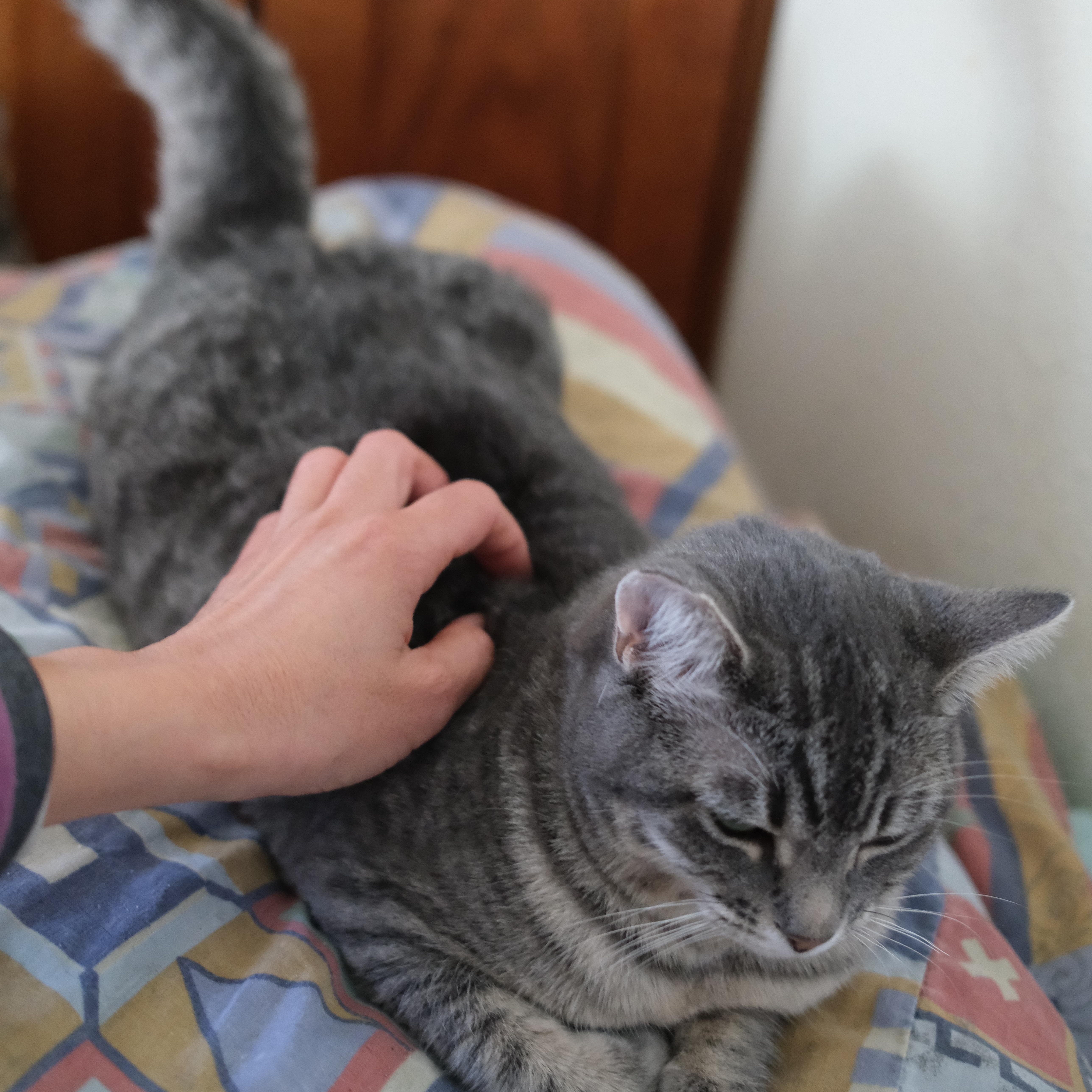 Enlarge Melody, a ADOPTABLE Domestic Short Hair in Union City, CA image 4/4