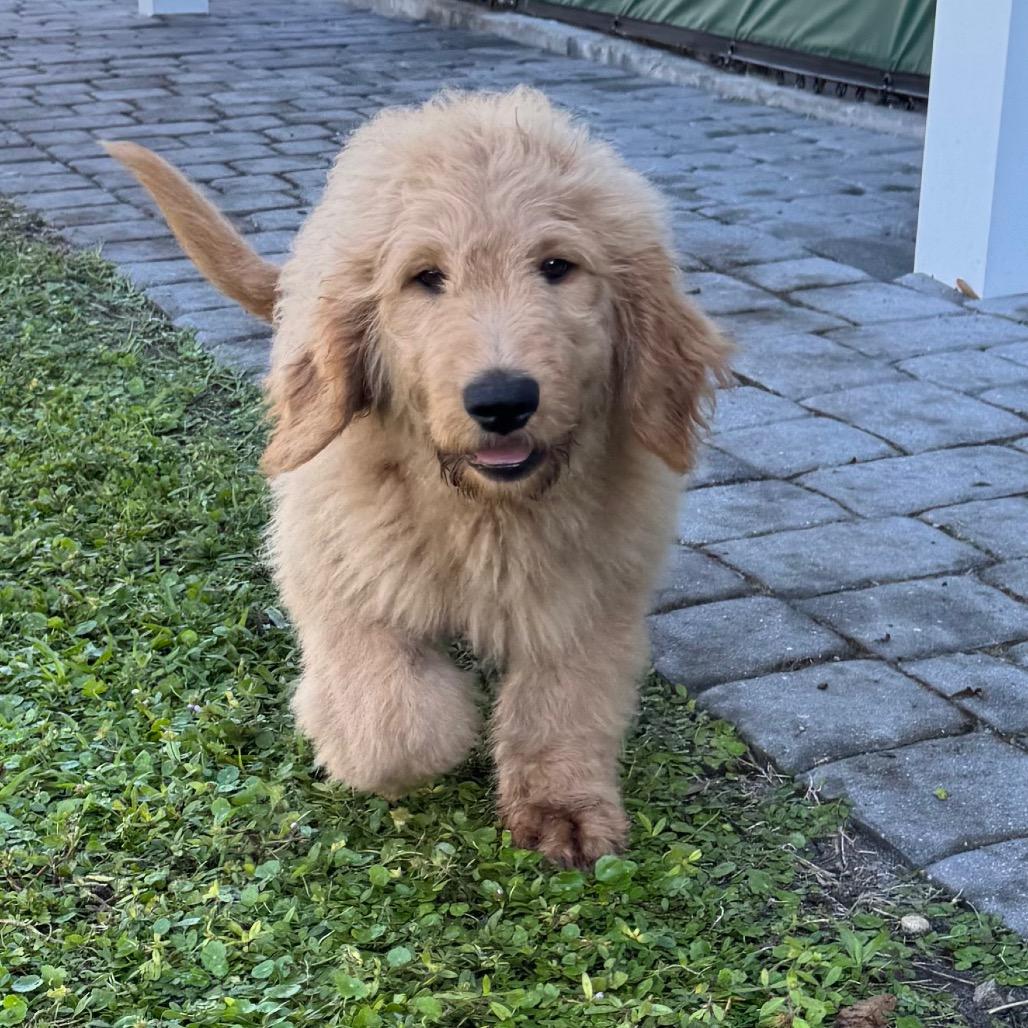 CHEERS, Adoptable, Puppy Male Golden Retriever & Standard Poodle.