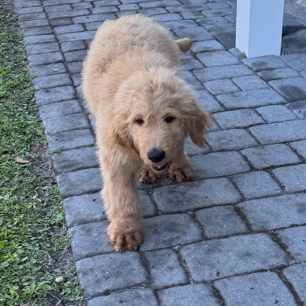 CHEERS, a Adoptable mixed breed in Wellington, FL image 2/4