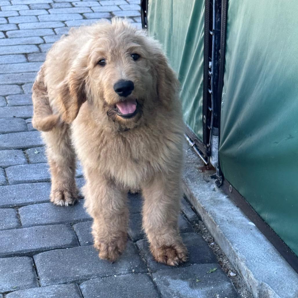 CHEERS, a Adoptable mixed breed in Wellington, FL image 3/4