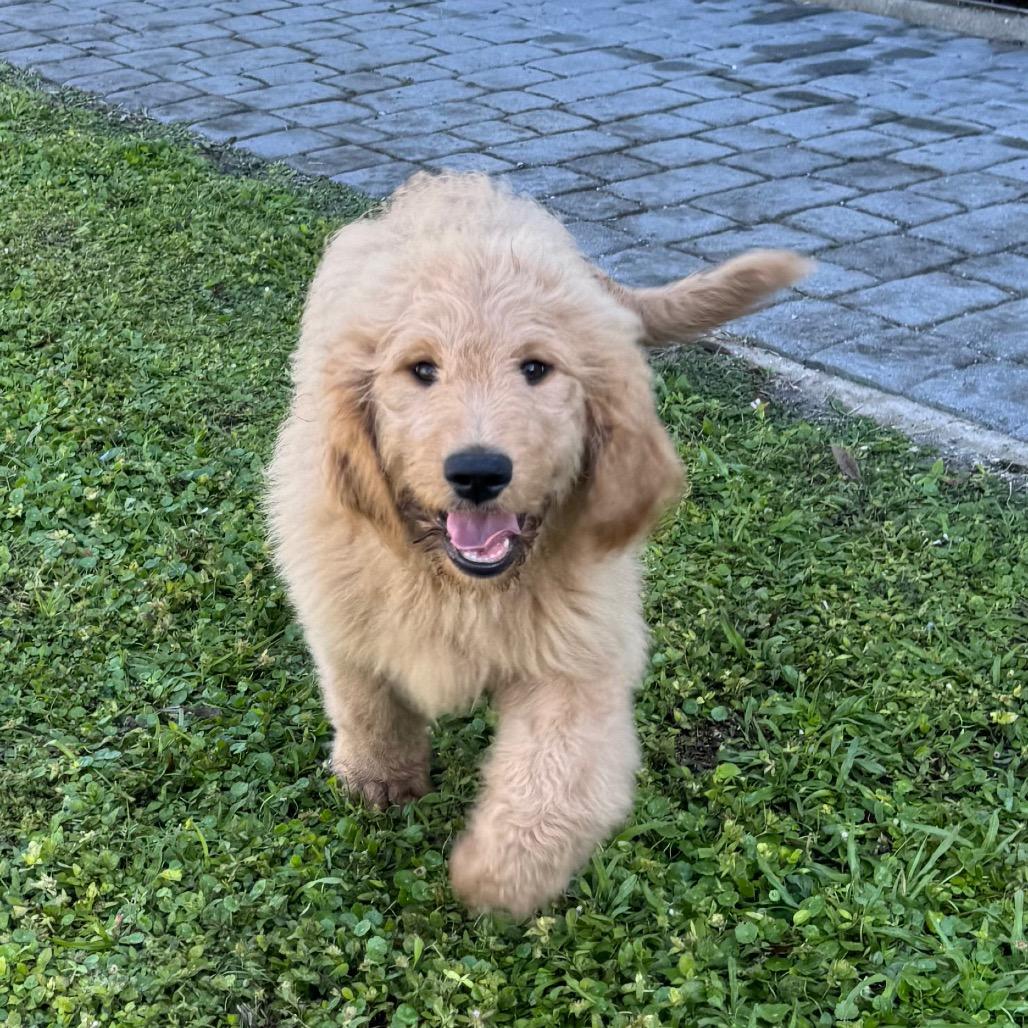 CHEERS, a Adoptable mixed breed in Wellington, FL image 4/4