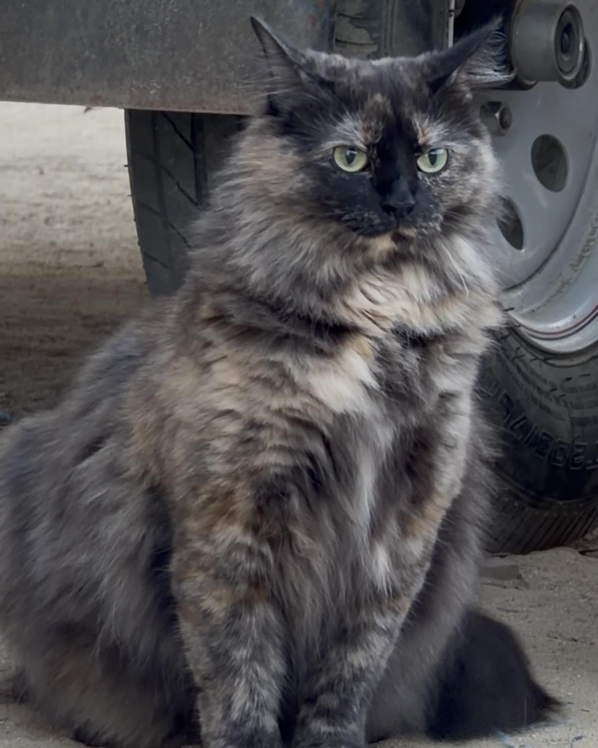 Enlarge Meet Fabulous — because basic just isn’t her style., a ADOPTABLE Tortoiseshell in Bakersfield, CA image 2/4