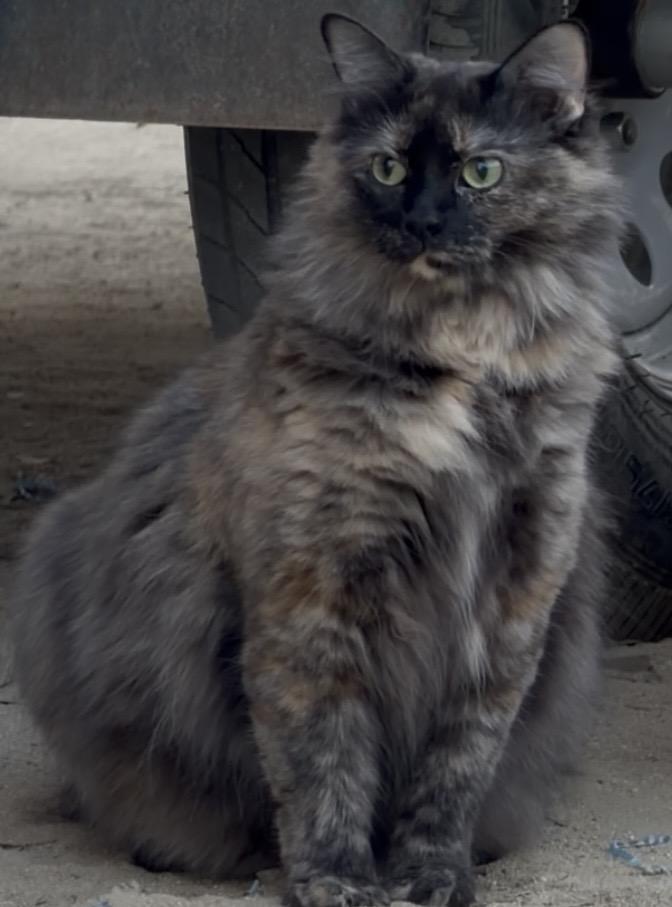 Enlarge Meet Fabulous — because basic just isn’t her style., a ADOPTABLE Tortoiseshell in Bakersfield, CA image 3/4