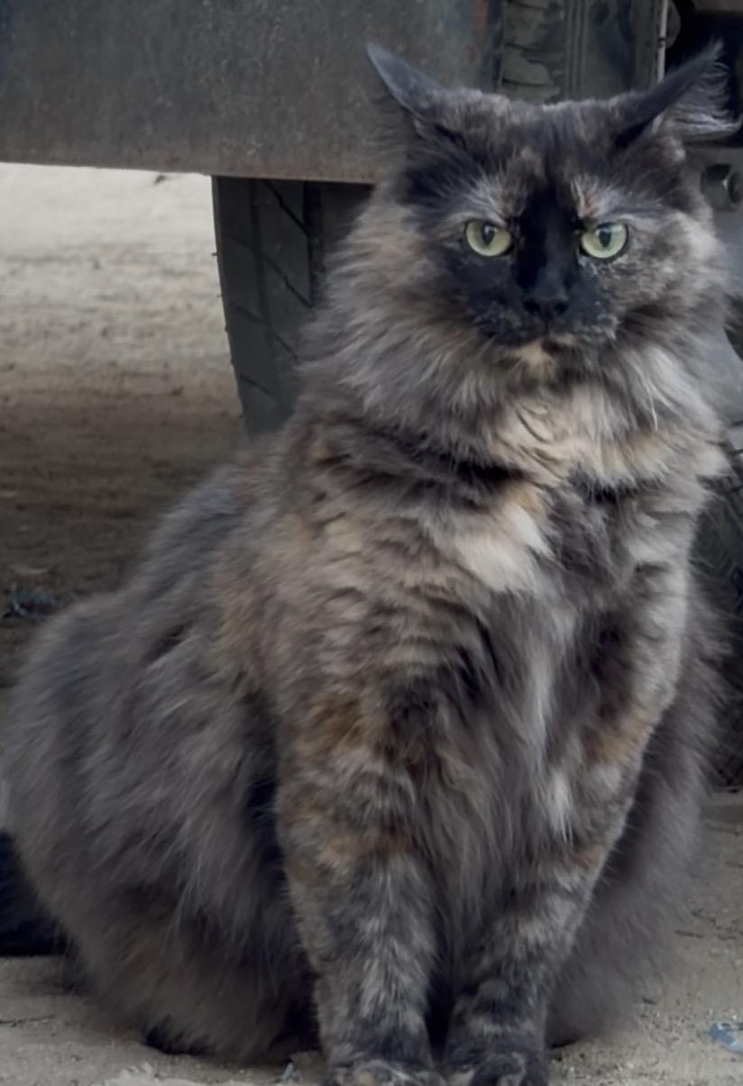 Enlarge Meet Fabulous — because basic just isn’t her style., a ADOPTABLE Tortoiseshell in Bakersfield, CA image 4/4
