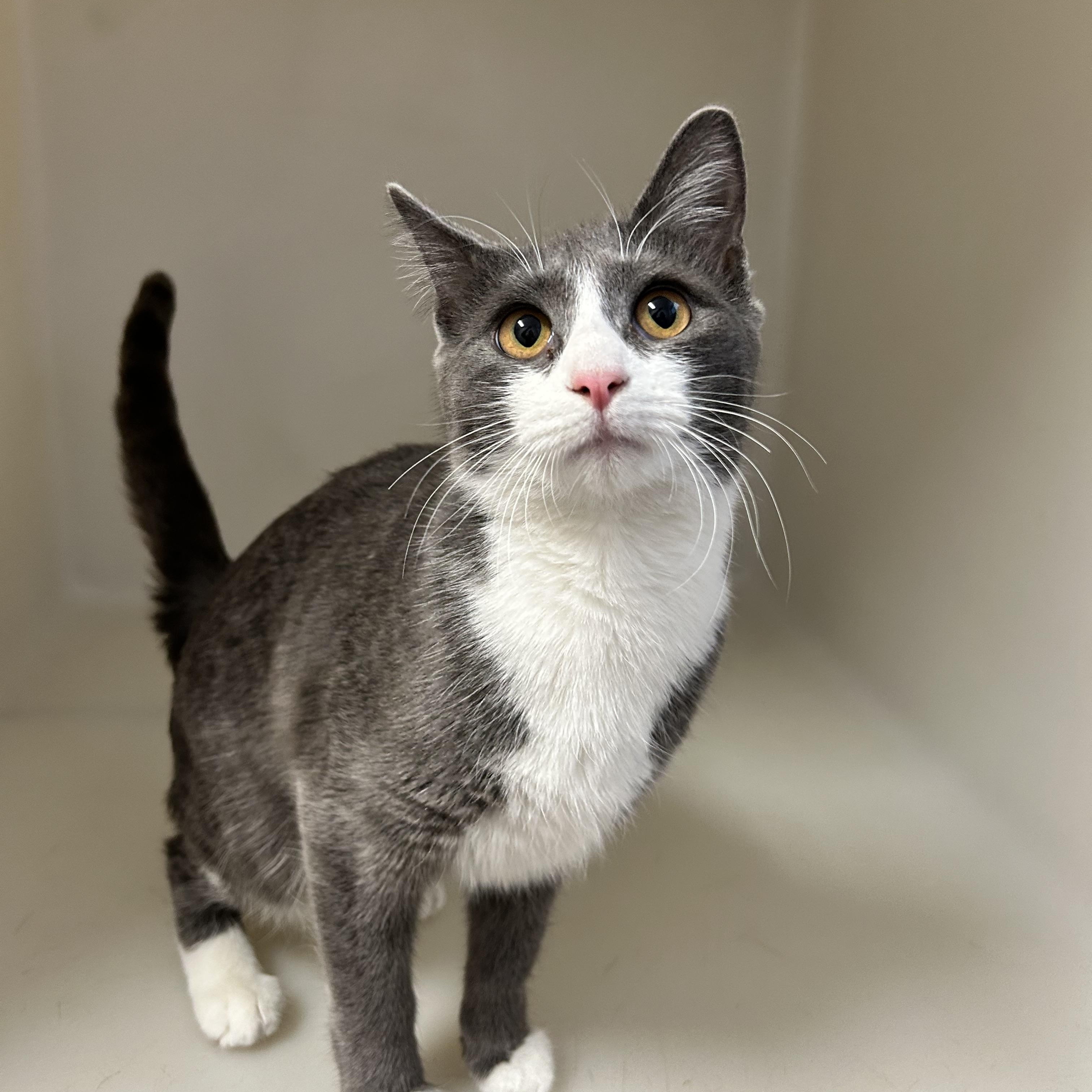 DMV , adopted, Adult Female Domestic Short Hair.