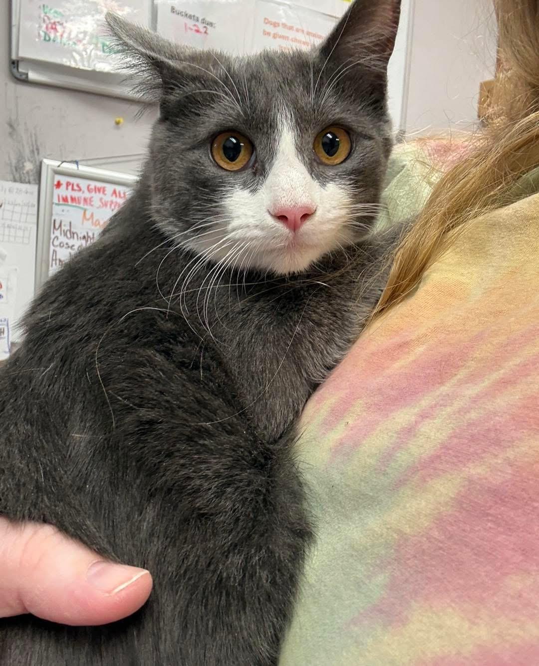 Enlarge DMV , an adopted Domestic Short Hair in Howes Cave, NY image 5/5