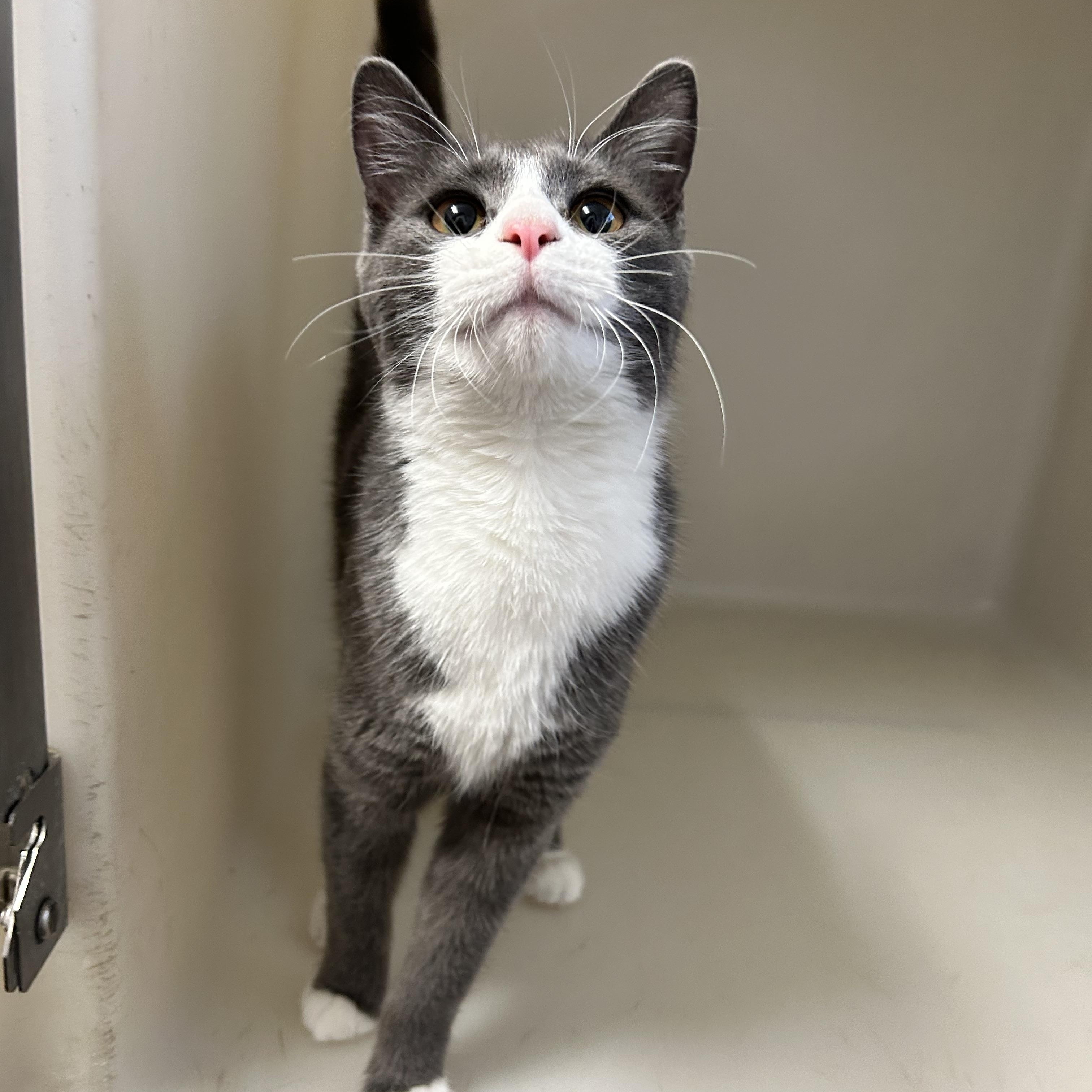 Enlarge DMV , an adopted Domestic Short Hair in Howes Cave, NY image 2/5