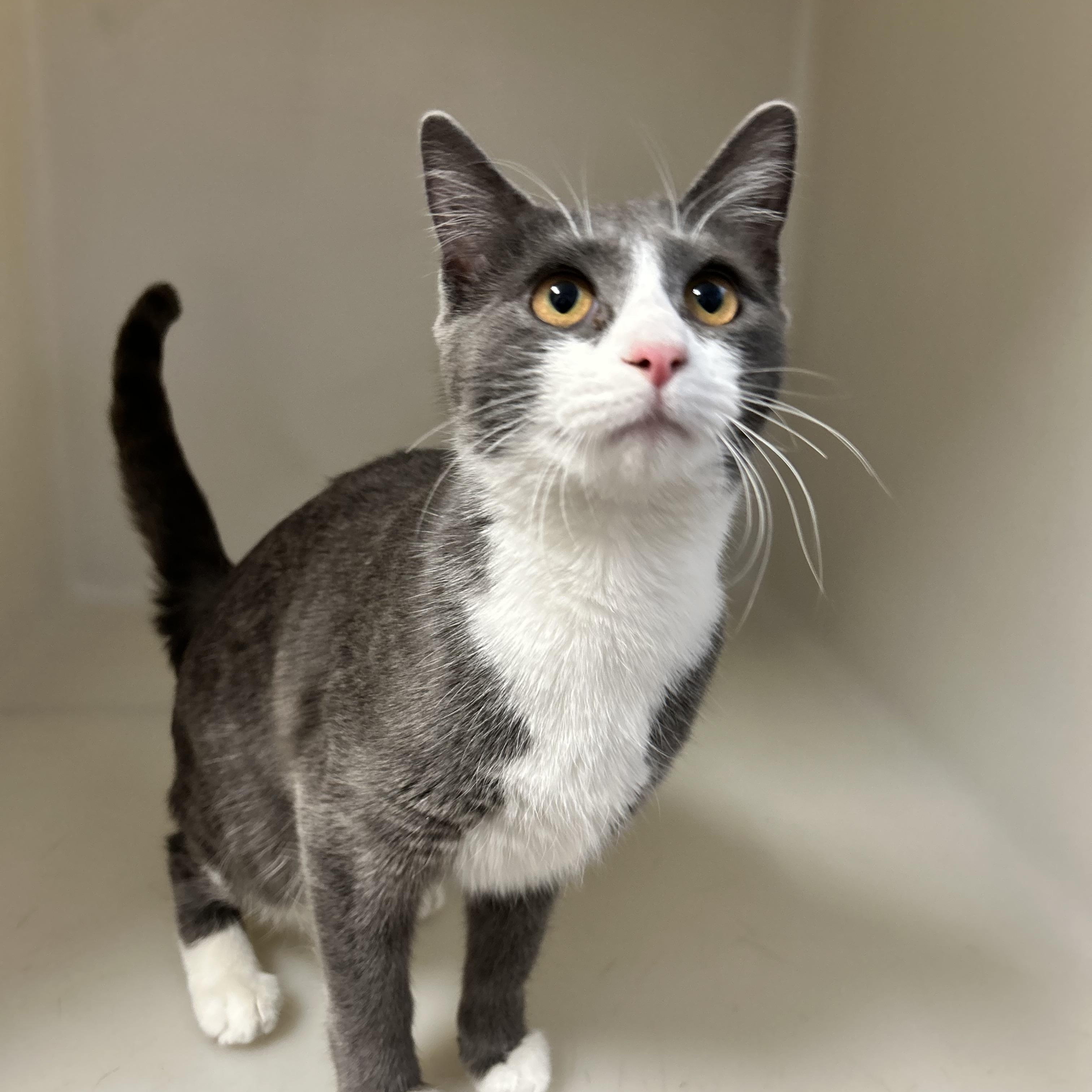 Enlarge DMV , an adopted Domestic Short Hair in Howes Cave, NY image 3/5