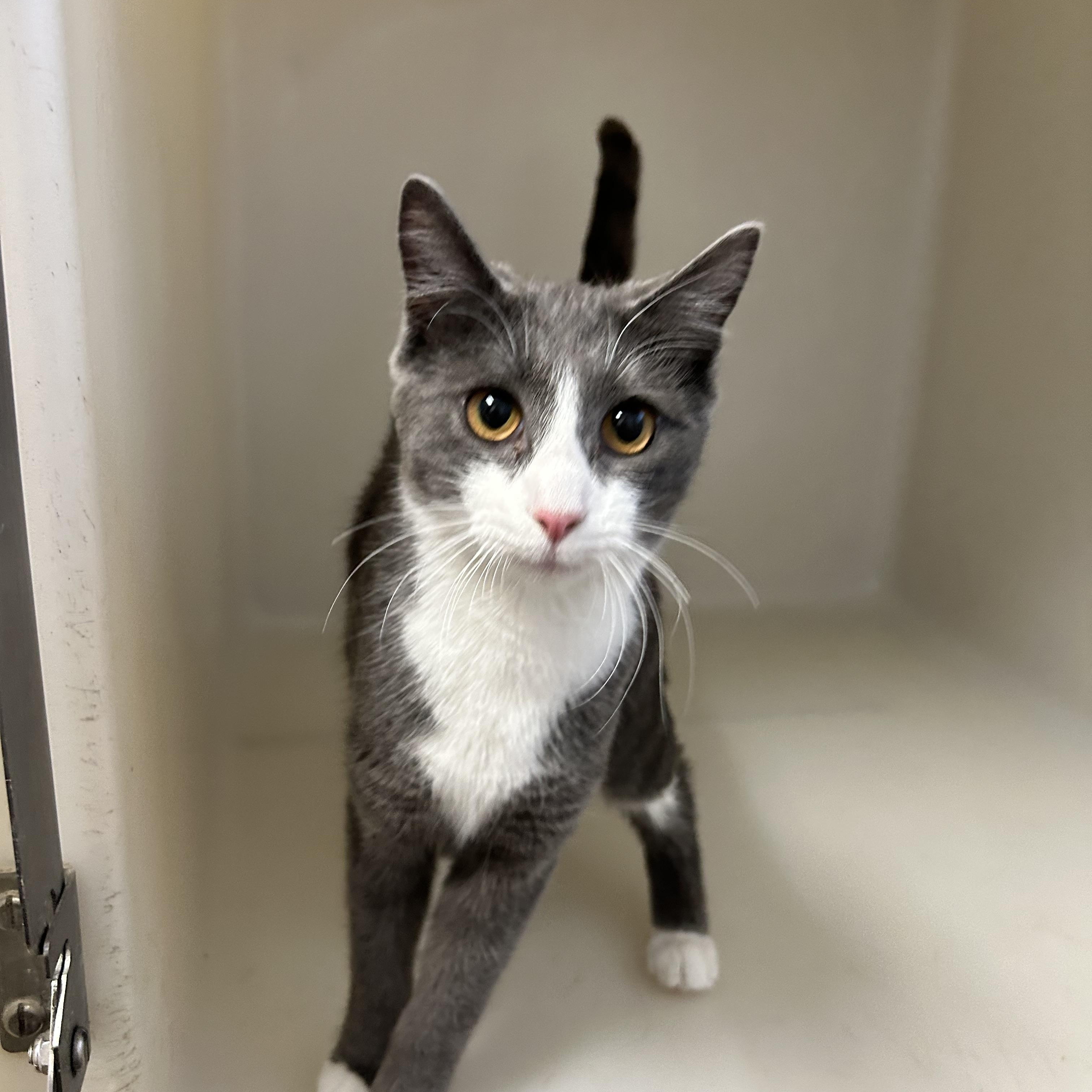 Enlarge DMV , an adopted Domestic Short Hair in Howes Cave, NY image 4/5