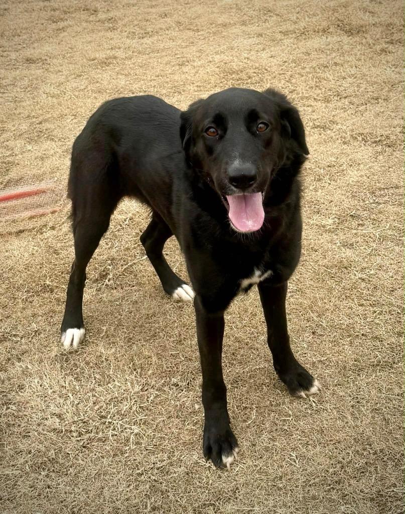 Audrey, Adoptable, Adult Female Labrador Retriever & Shepherd.