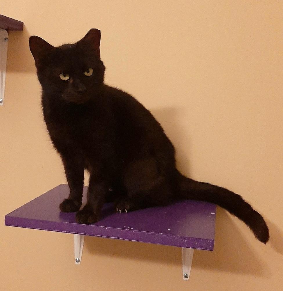 Jogie, Adoptable, Adult Female Domestic Short Hair.