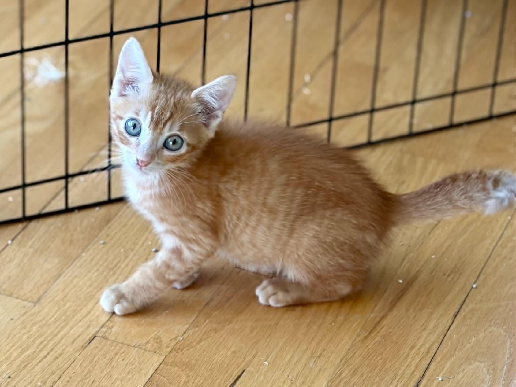 Samuel, a ADOPTABLE Domestic Short Hair in Warren, NJ image 3/3