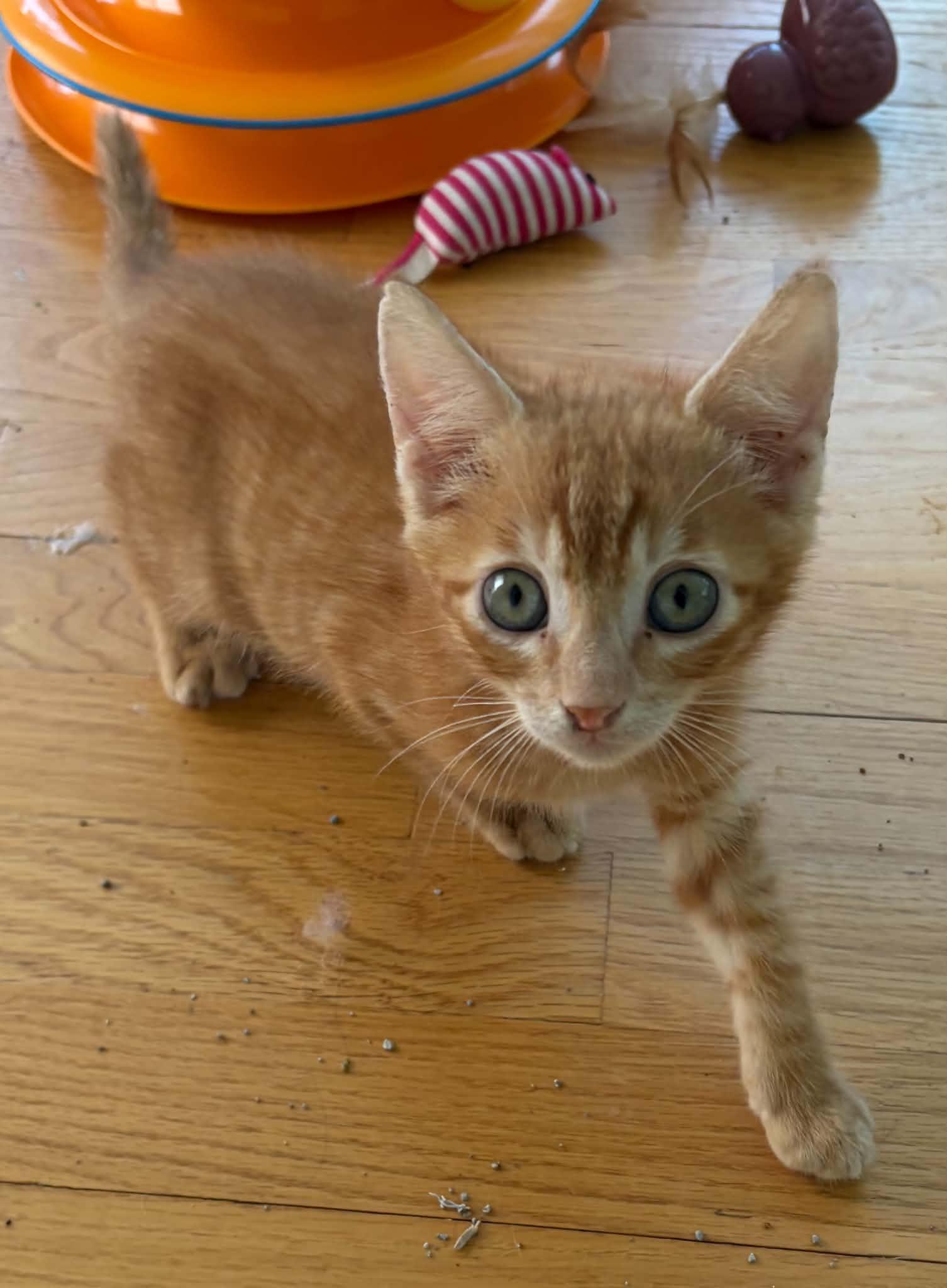 Samuel, a ADOPTABLE Domestic Short Hair in Warren, NJ image 1/3