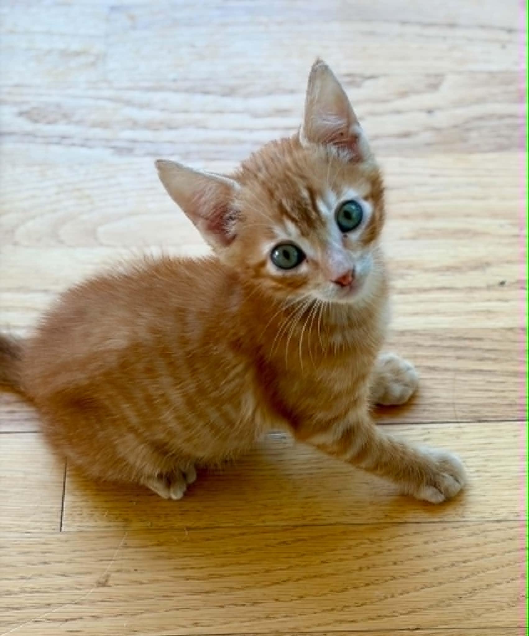 Samuel, a ADOPTABLE Domestic Short Hair in Warren, NJ image 2/3