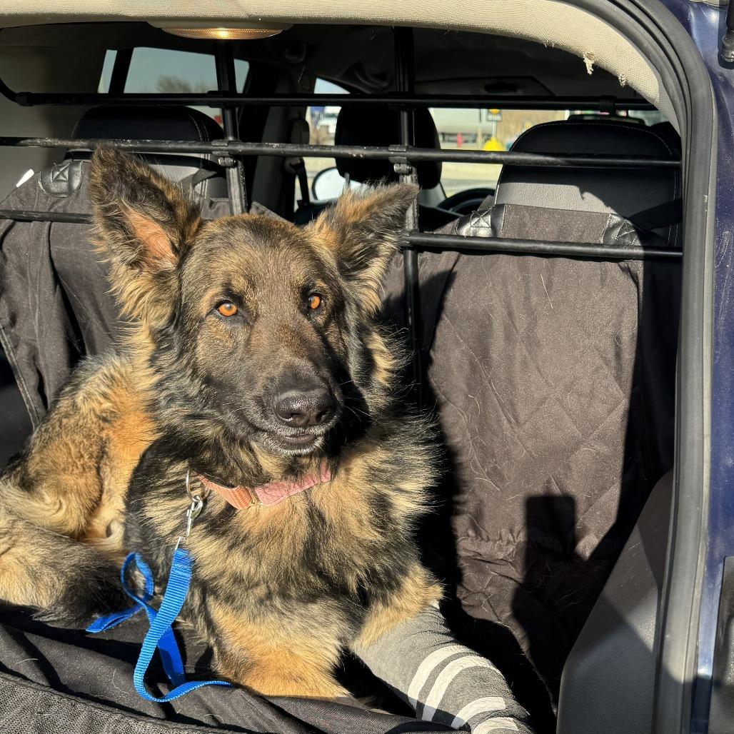 Enlarge Rip 3/29/2026, a Adoptable German Shepherd Dog in Van Horne, IA image 1/6