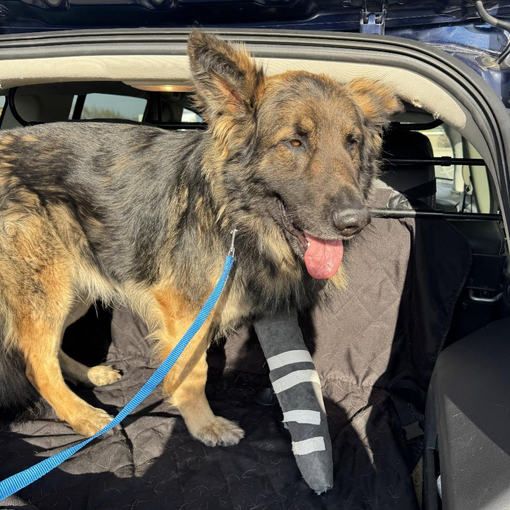 Enlarge Rip 3/29/2026, a Adoptable German Shepherd Dog in Van Horne, IA image 2/6