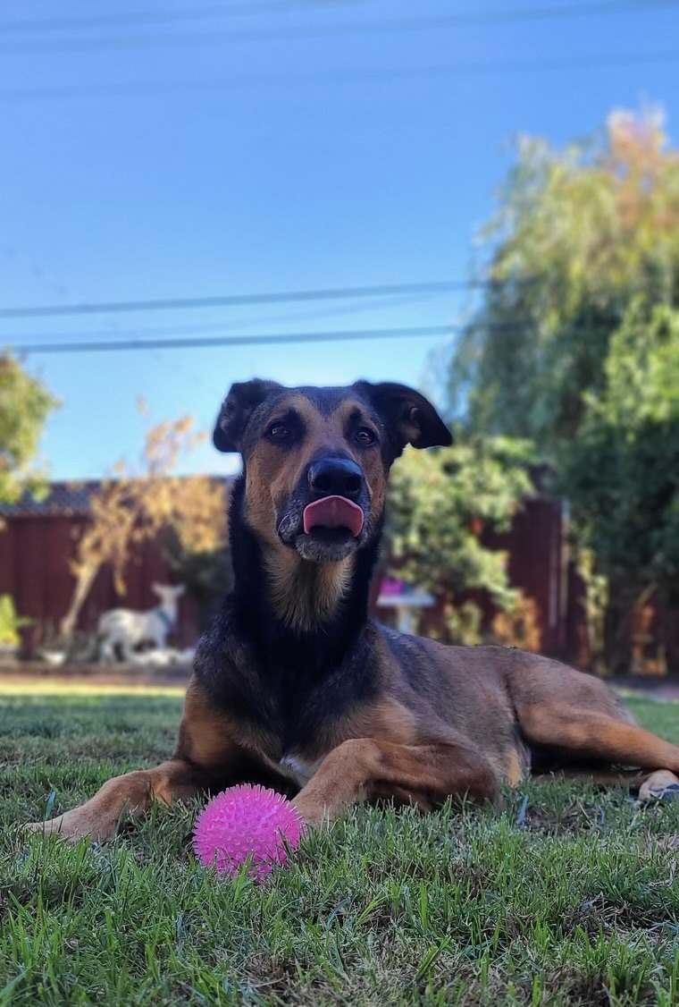 Rocky, a Adoptable Shepherd image 6/6