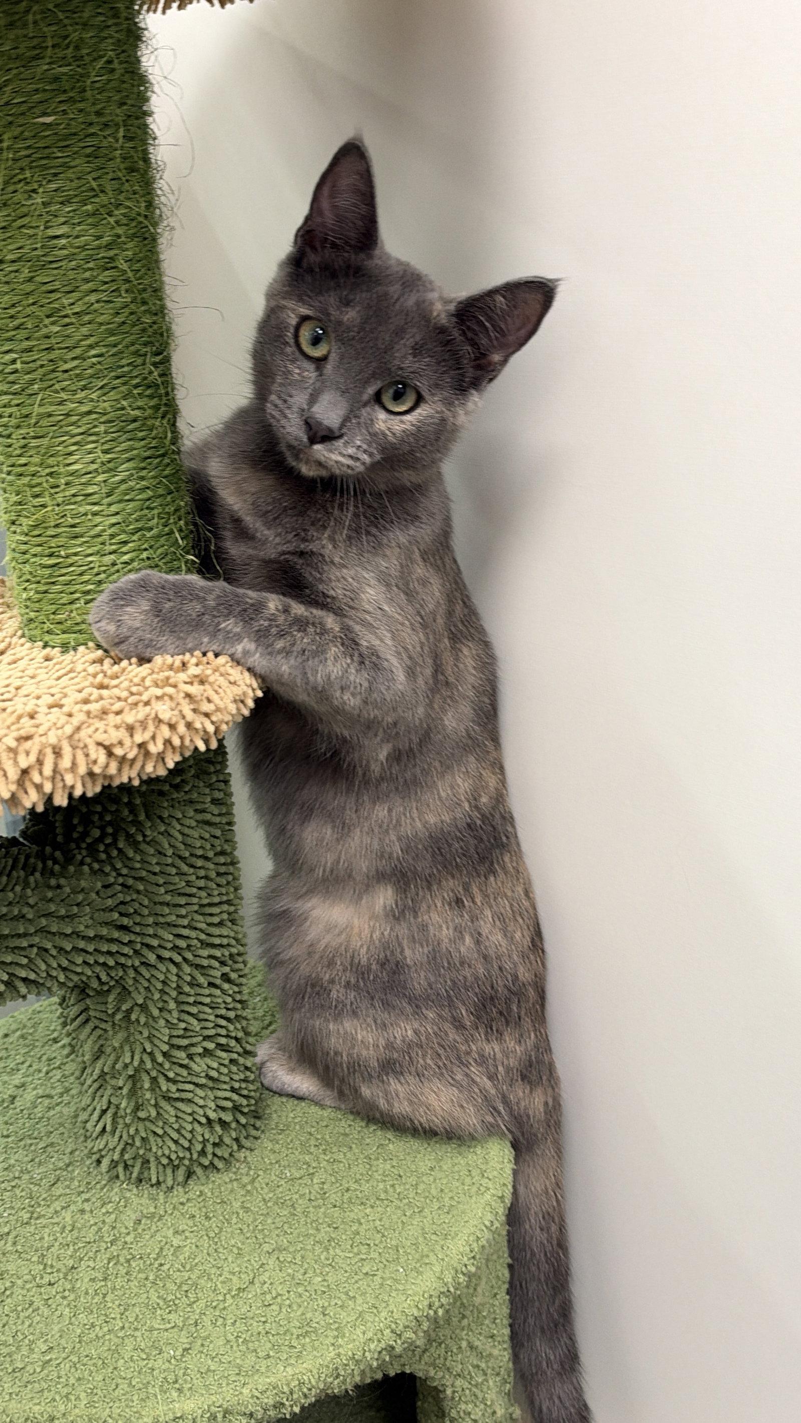 Amethyst, Adoptable, Kitten Female Dilute Tortoiseshell & Domestic Short Hair.