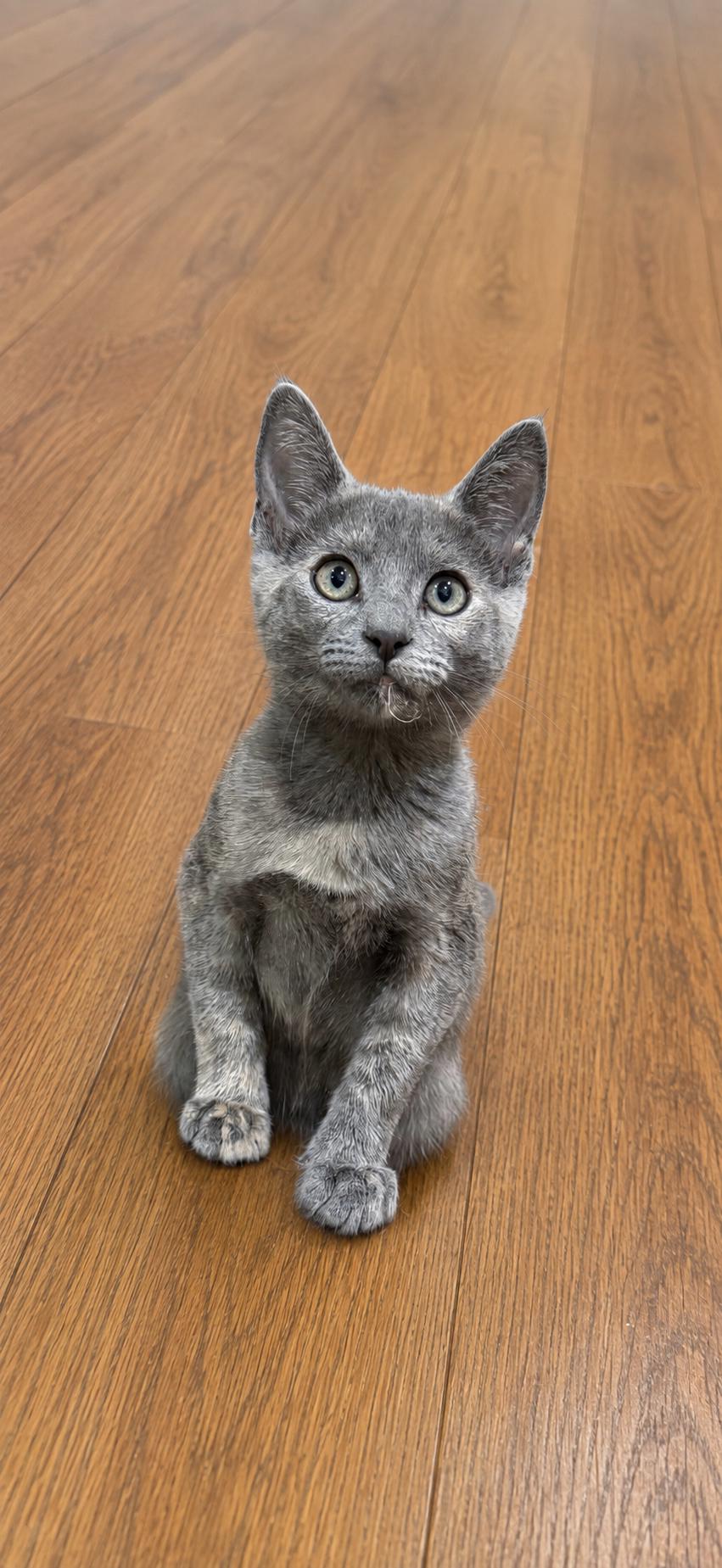Enlarge Amethyst, a Adoptable mixed breed in Rosenberg, TX image 2/3