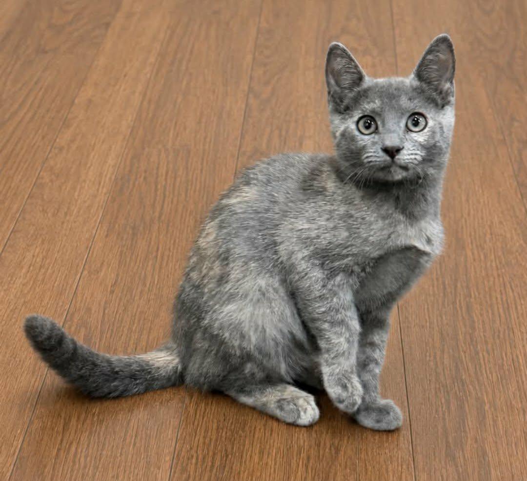 Enlarge Amethyst, a Adoptable mixed breed in Rosenberg, TX image 3/3