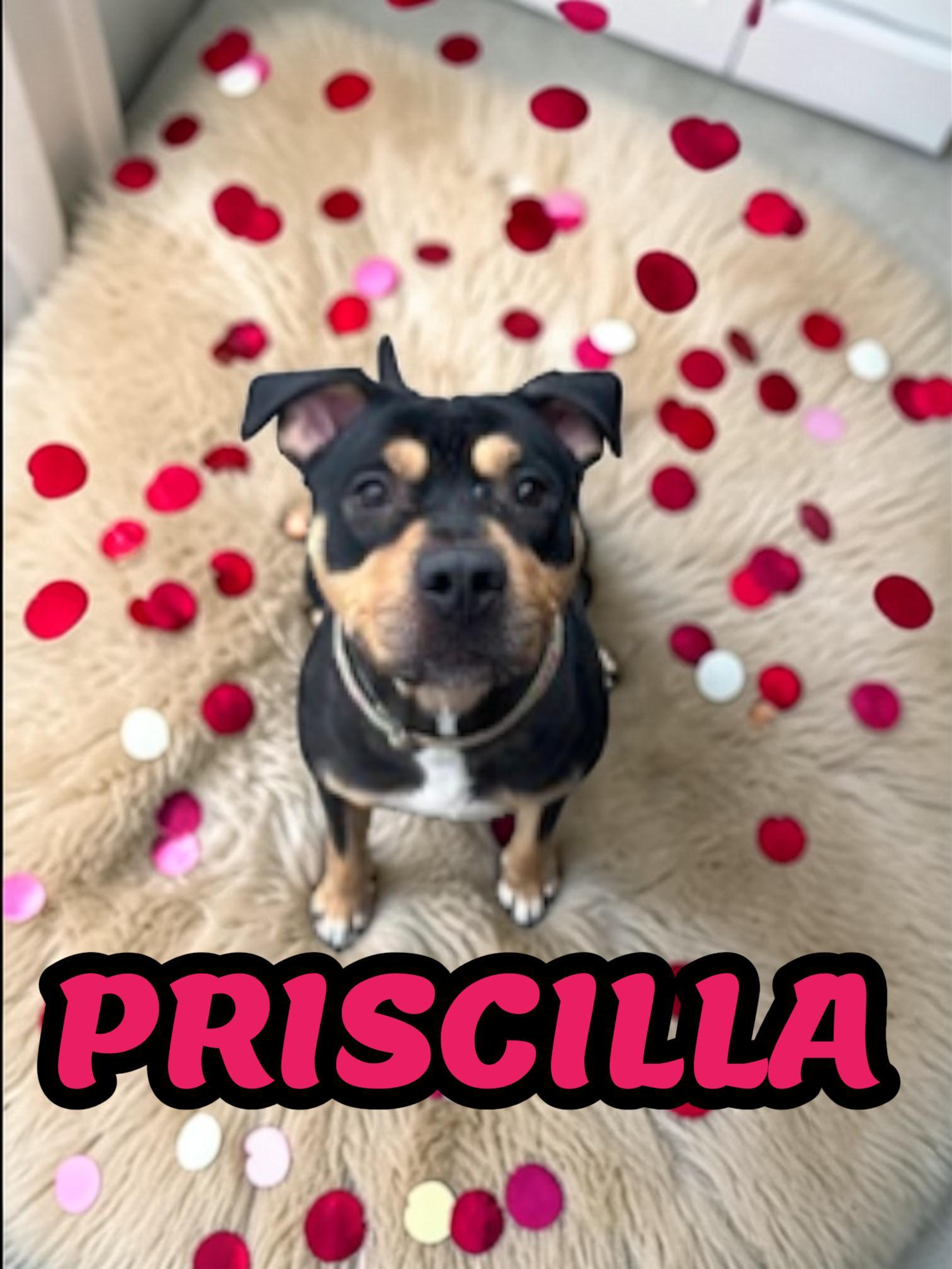 Enlarge Priscilla, a ADOPTABLE mixed breed in Brockton, MA image 1/1