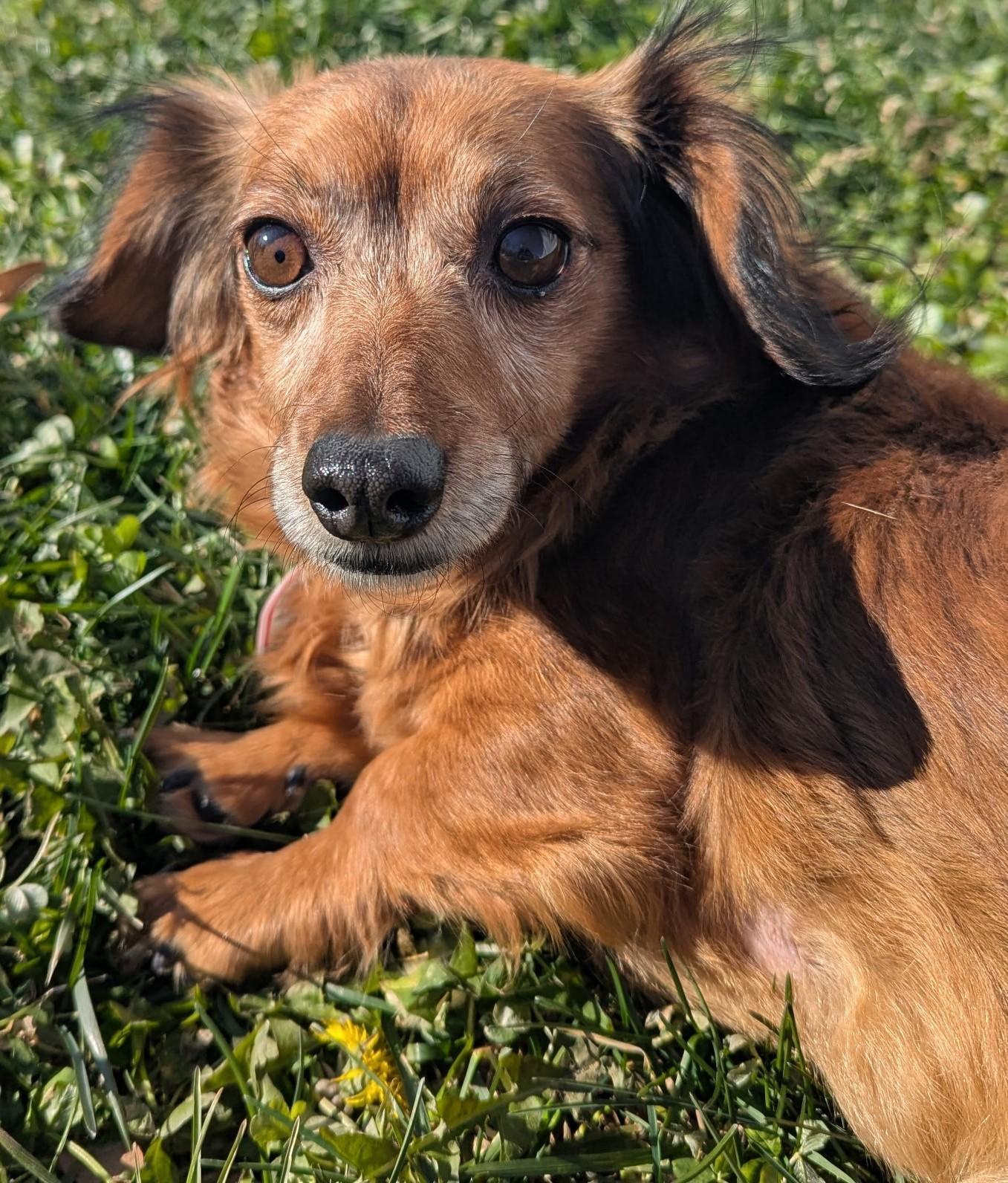 Enlarge Gisselle in TN, a ADOPTABLE mixed breed in Spring Hill, TN image 3/4