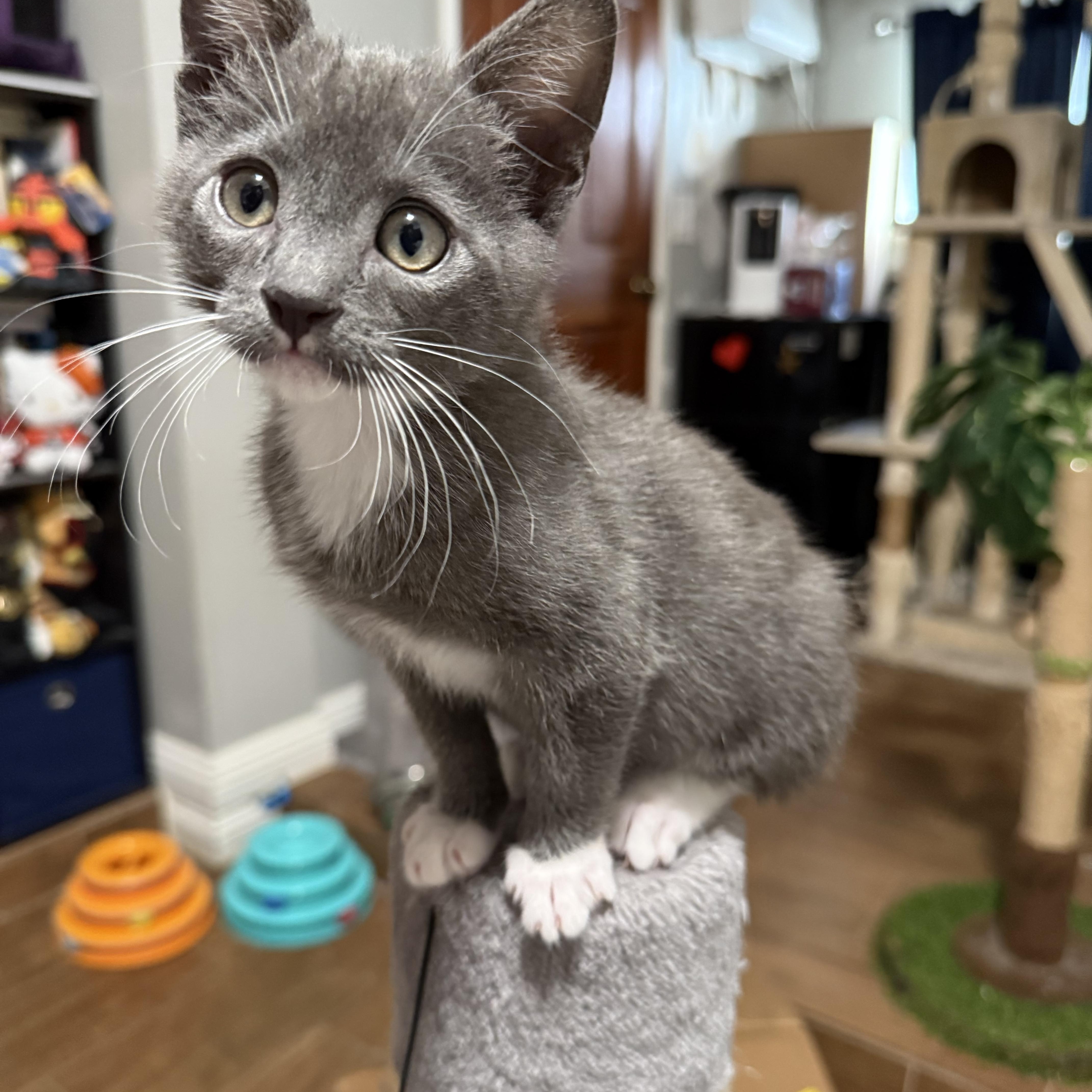 Asher, a Adopted Domestic Short Hair in Tustin, CA image 3/5