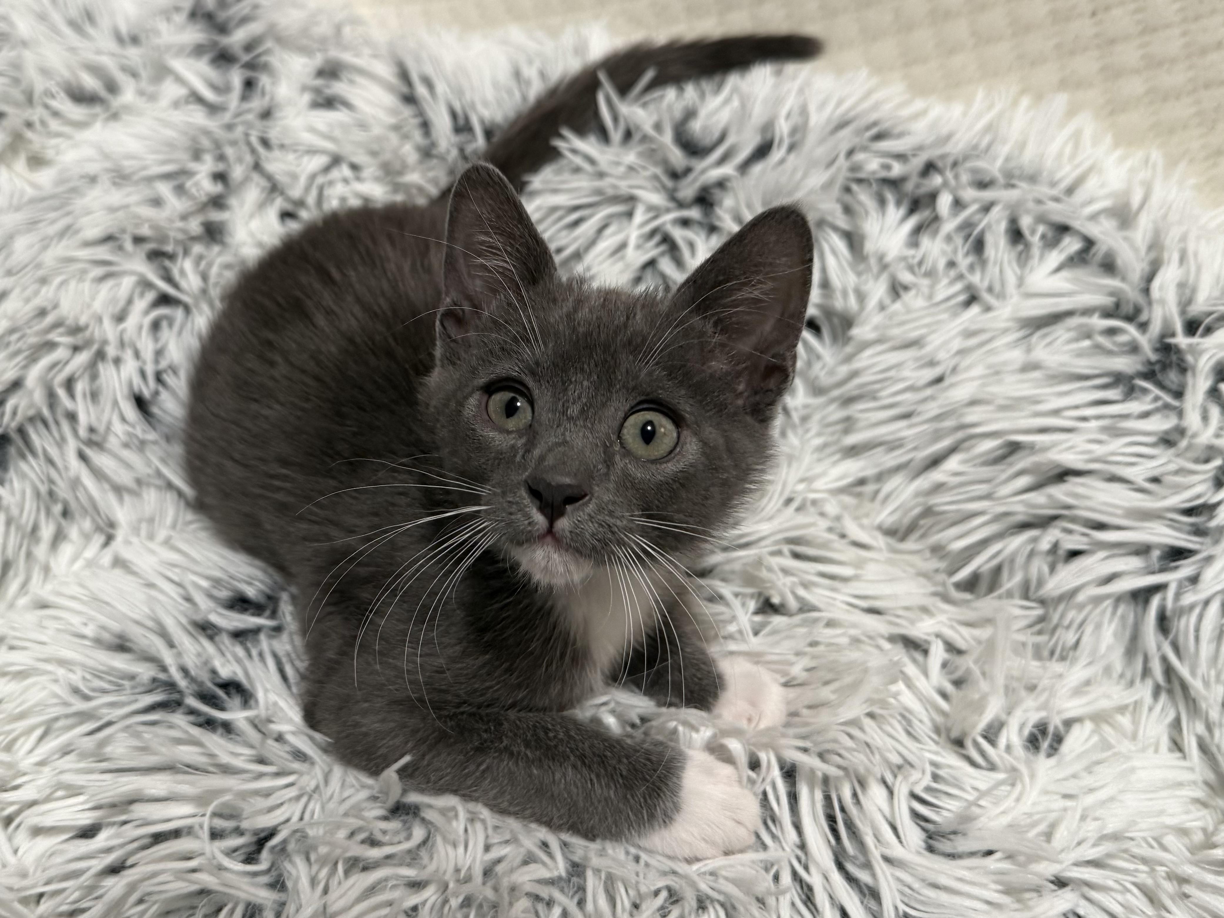 Asher, Adopted, Kitten Male Domestic Short Hair.