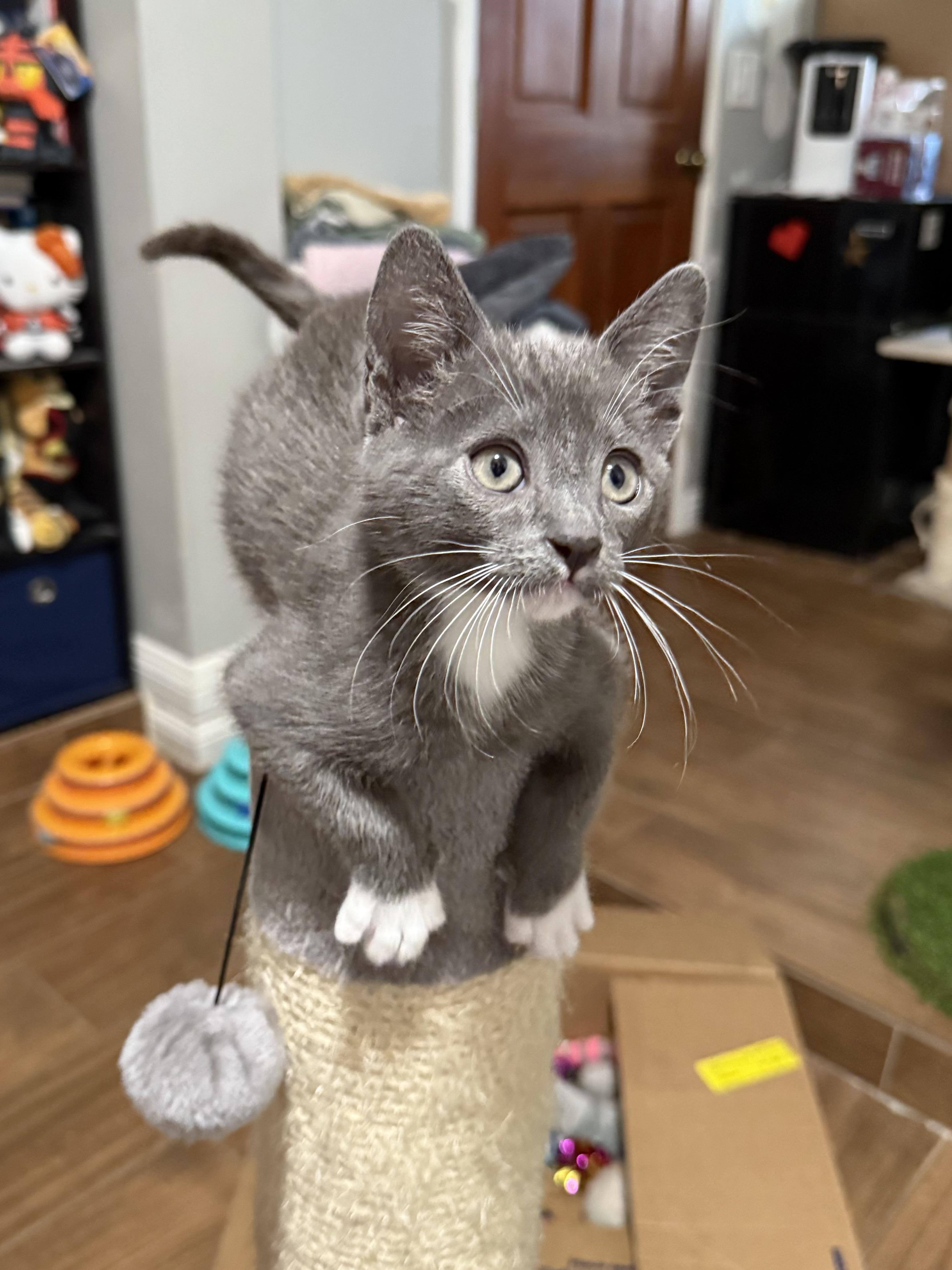 Asher, a Adopted Domestic Short Hair in Tustin, CA image 5/5