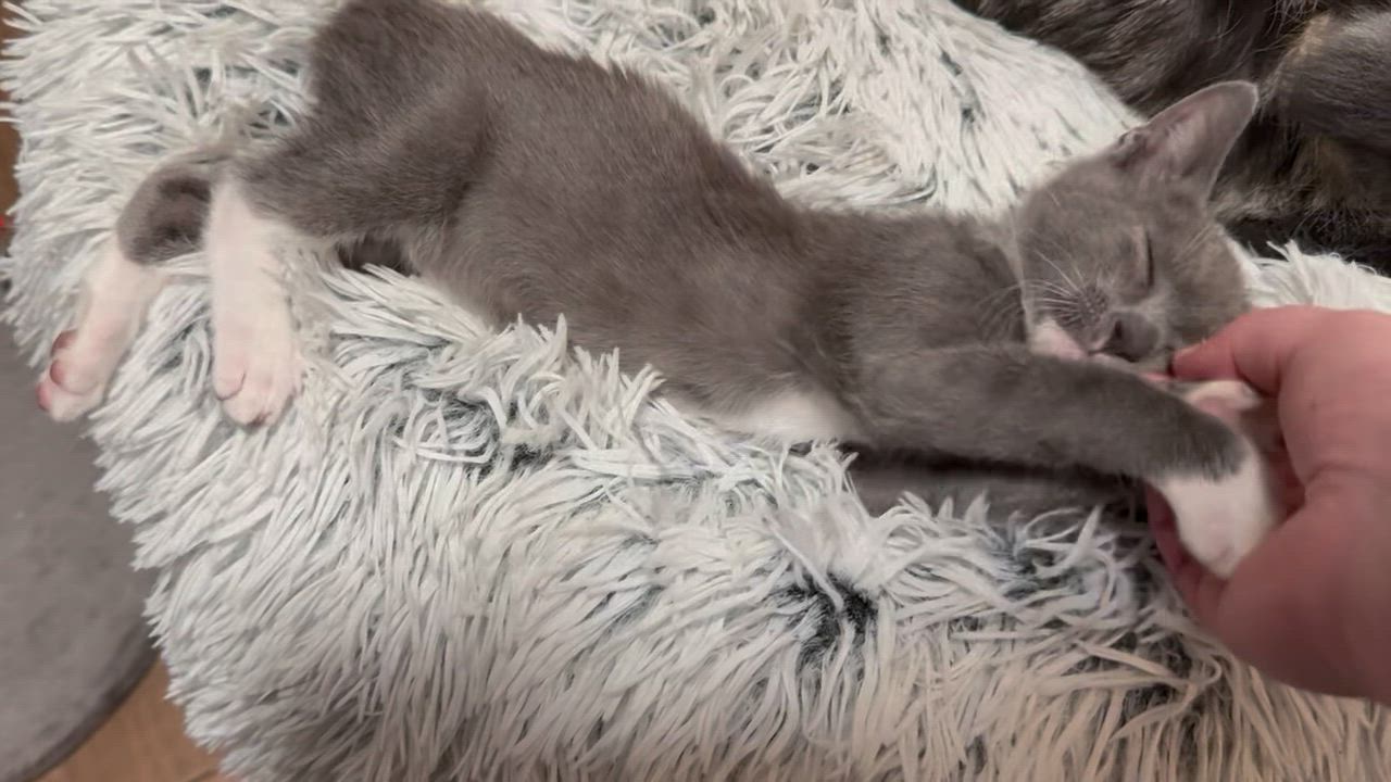 Enlarge Asher, a Adopted Domestic Short Hair in Tustin, CA video 2/5