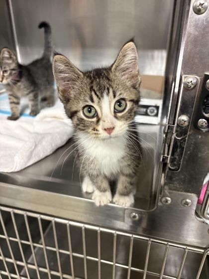Thistle, Adopted, Young Female Domestic Short Hair.