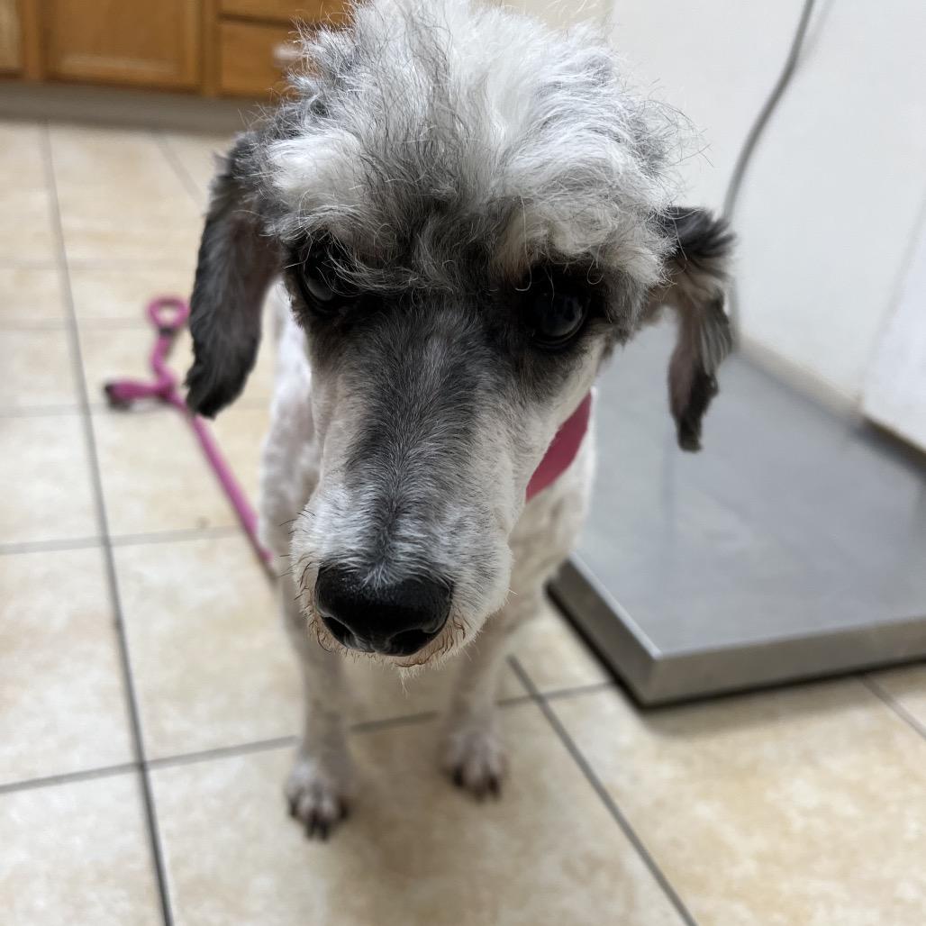Enlarge #52 ("Hawk"), a Adoptable Miniature Poodle in Pekin, IL image 1/5