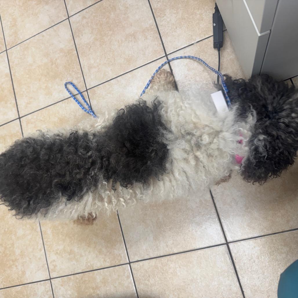 Enlarge #52 ("Hawk"), a Adoptable Miniature Poodle in Pekin, IL image 2/5