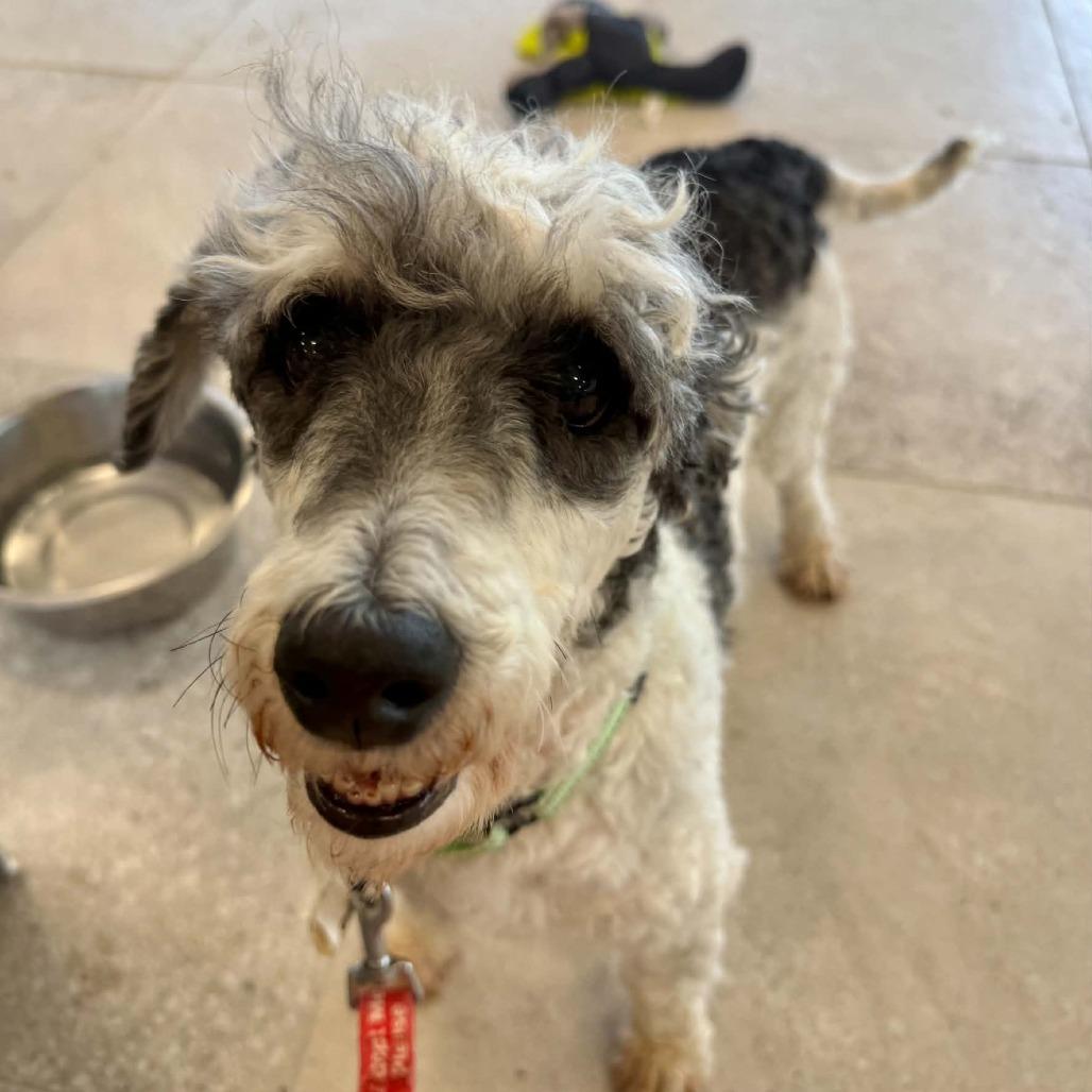 Enlarge #52 ("Hawk"), a Adoptable Miniature Poodle in Pekin, IL image 3/5