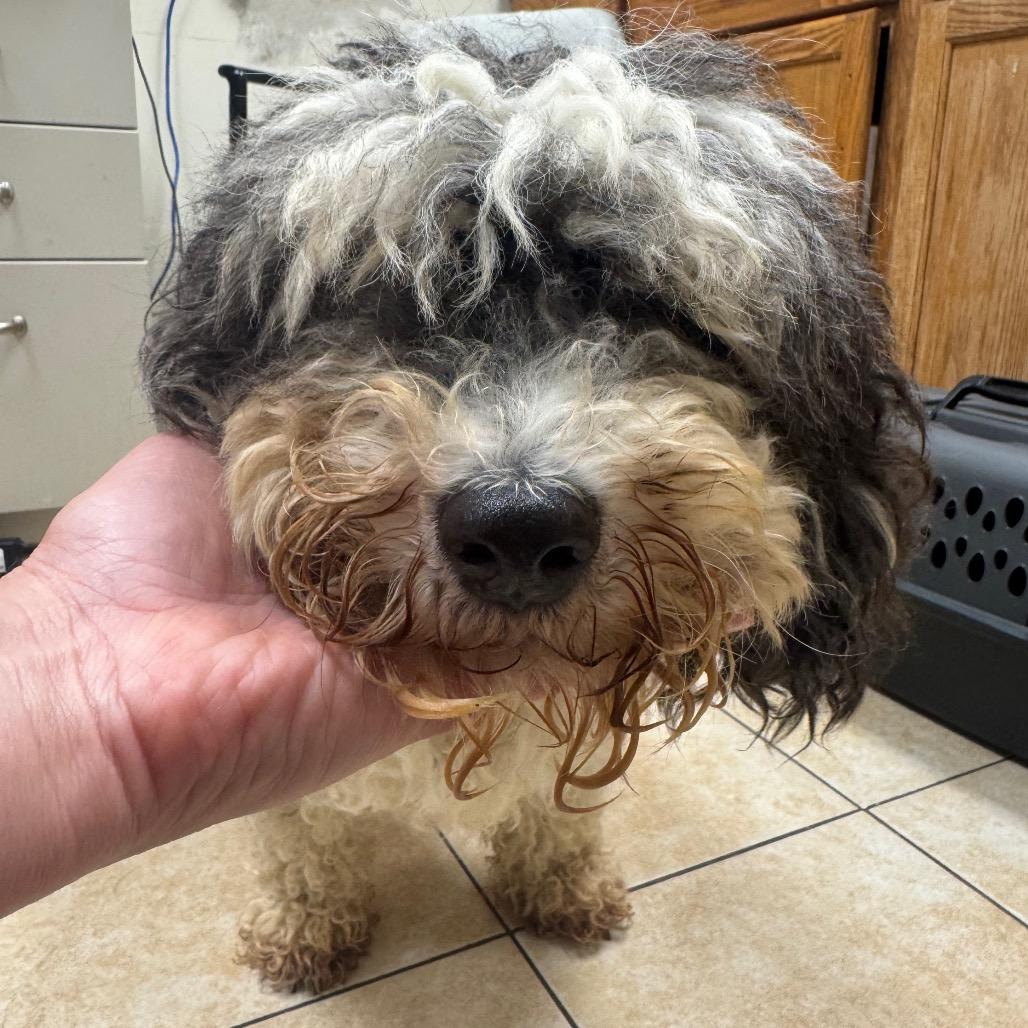 Enlarge #52 ("Hawk"), a Adoptable Miniature Poodle in Pekin, IL image 4/5