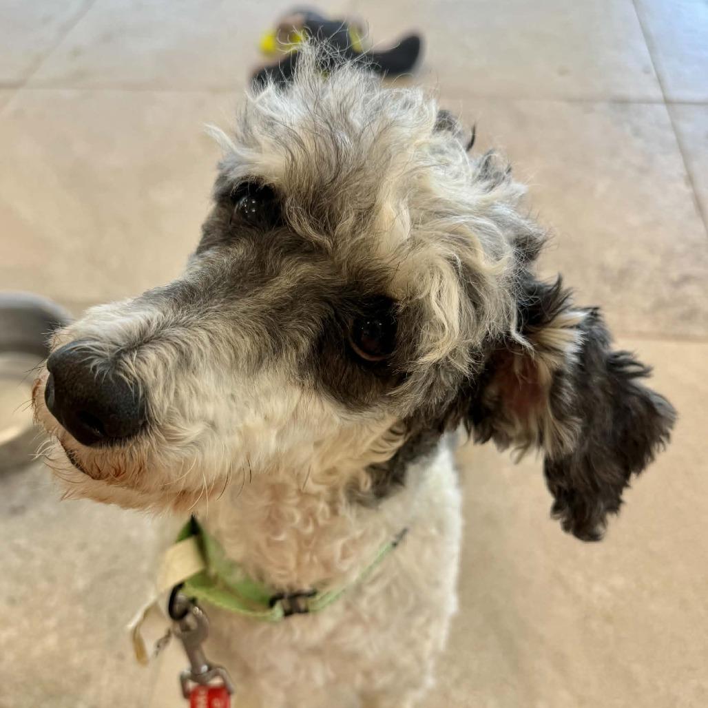 Enlarge #52 ("Hawk"), a Adoptable Miniature Poodle in Pekin, IL image 5/5