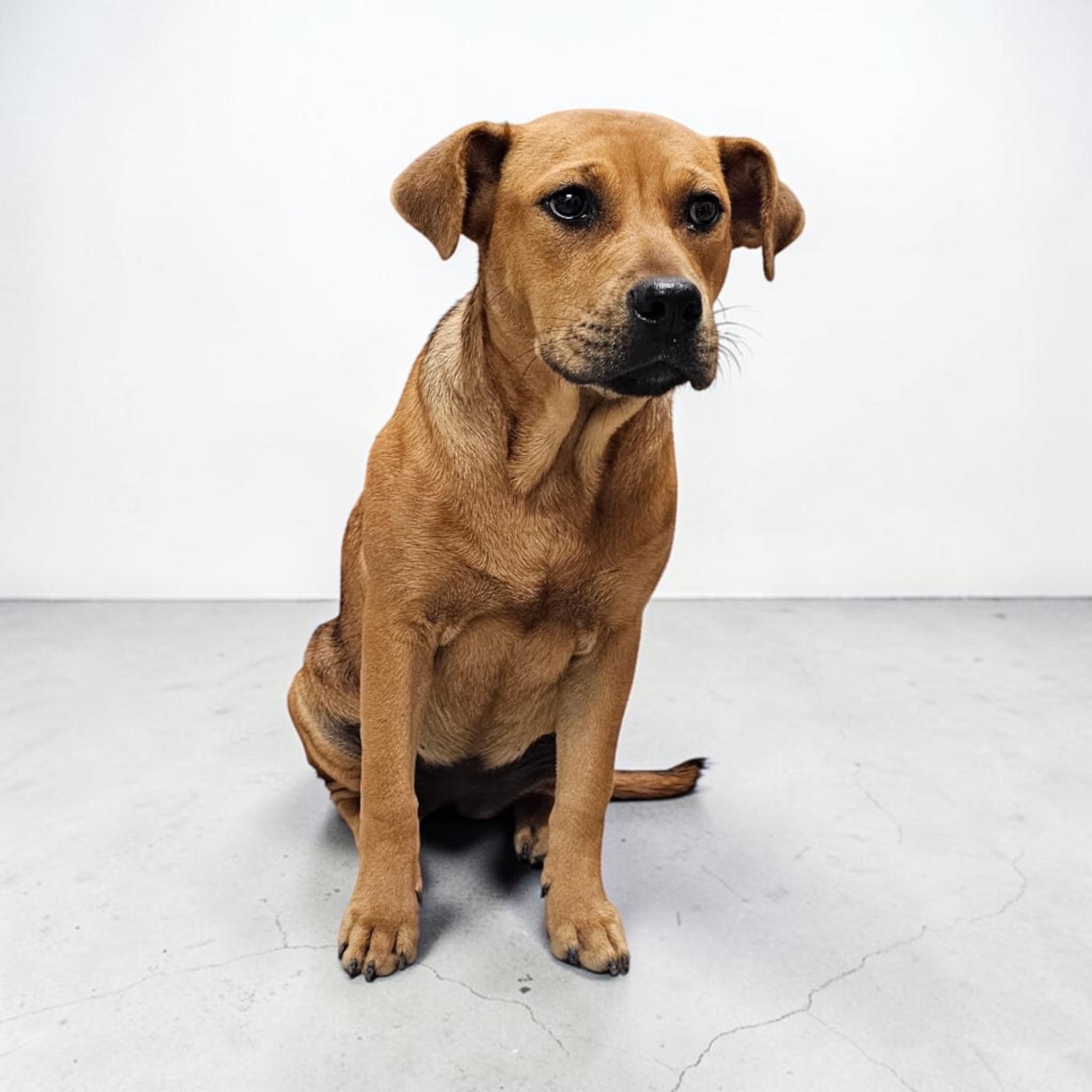 Belle, a Adoptable mixed breed in Chippewa Falls, WI image 3/5
