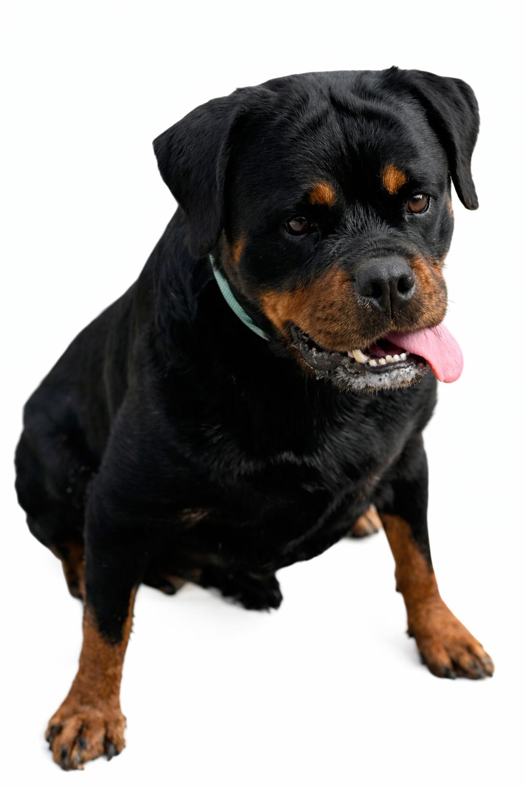 Bea , Adoptable, Adult Female Rottweiler.